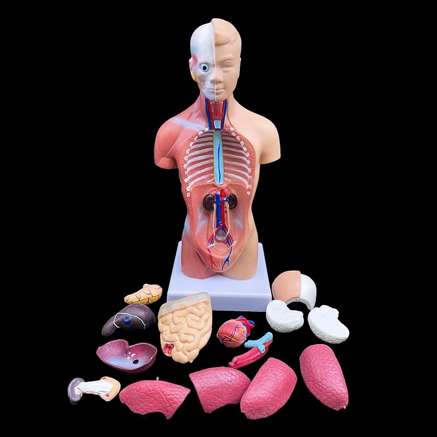 人体模型　Human Torso Anatomically Amazon.com: YXCUSAM Human Torso Model, Unisex Anatomical